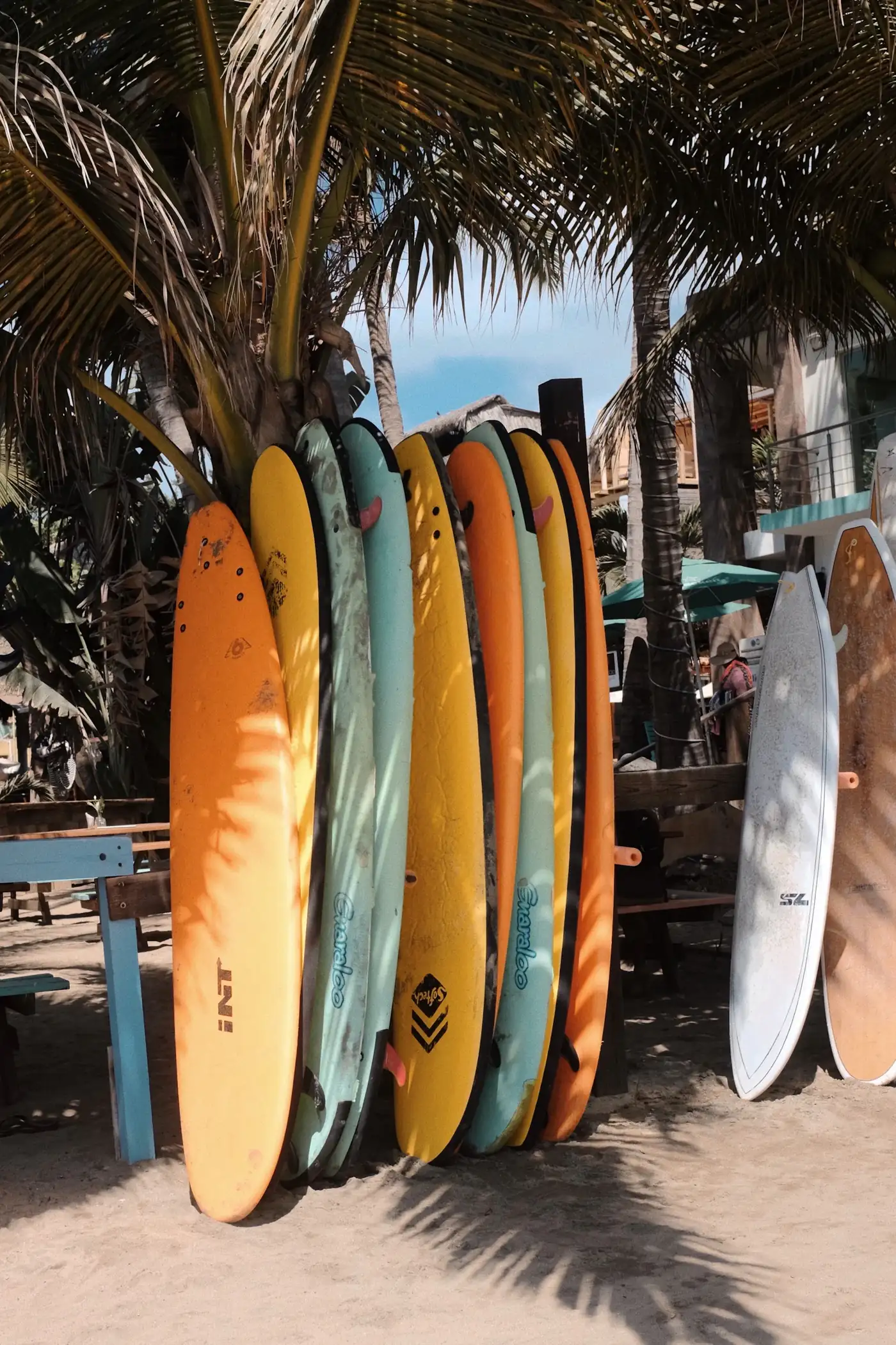Surfboards leaning against a palm tree